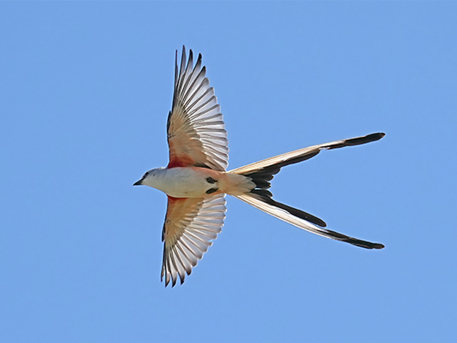 Scissor-tailed Flycatcher by Alan Lenk